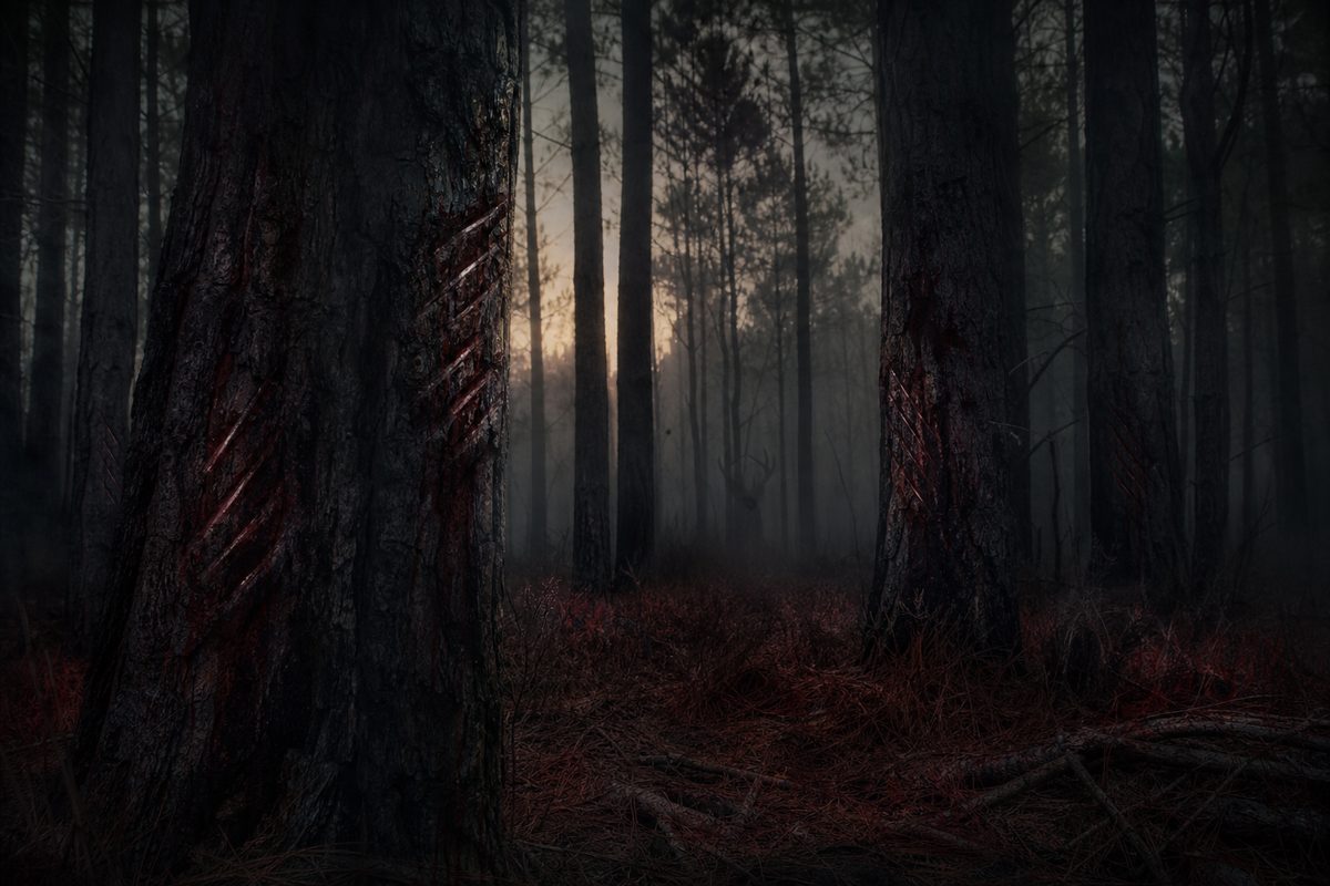 Hollowed One - Chapter 2: Silence in the Woods
